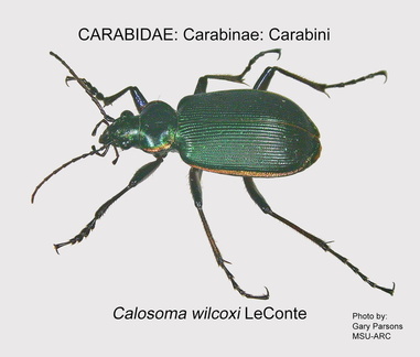 CARABINAE Calosoma wilcoxi GP MSU-ARC