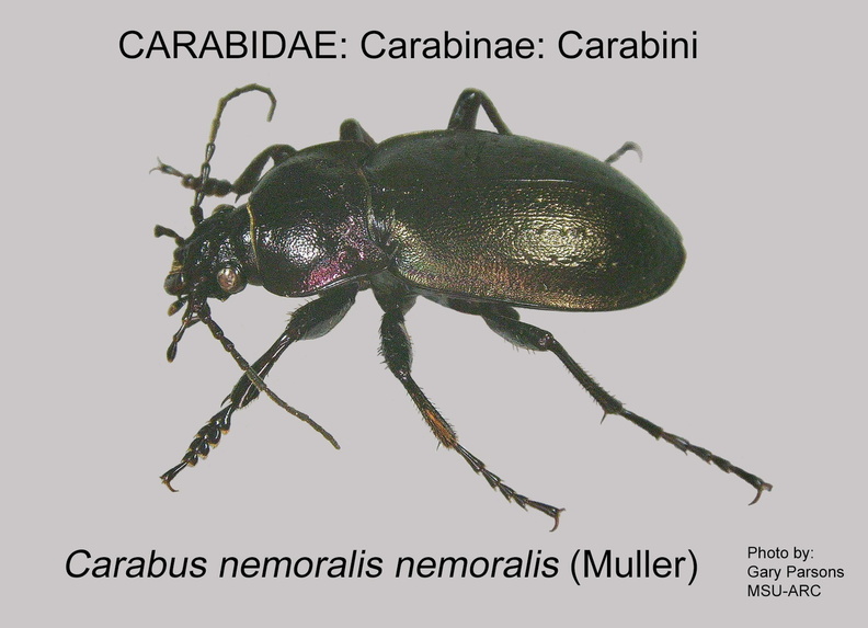 CARABINAE Carabus nemoralis GP MSU-ARC.jpg
