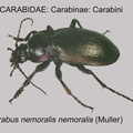 CARABINAE Carabus nemoralis GP MSU-ARC