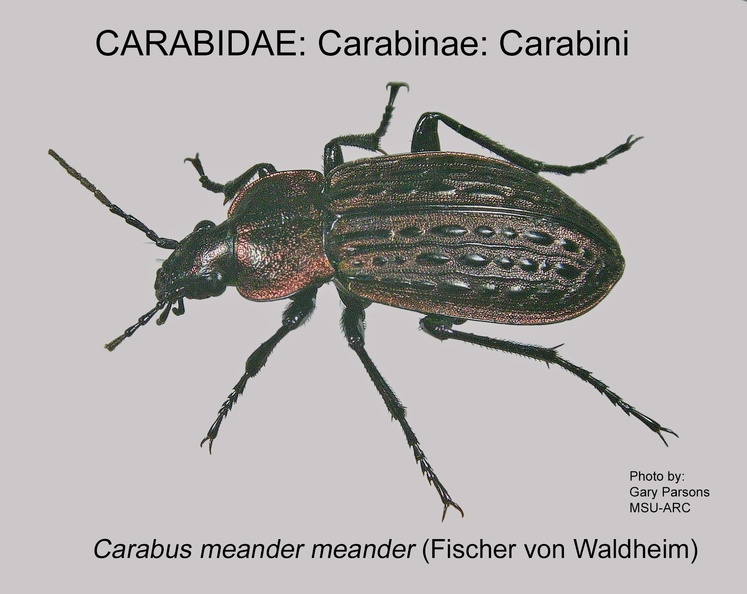 CARABINAE Carabus m meander GP MSU-ARC.jpg