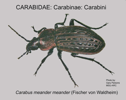 CARABINAE Carabus m meander GP MSU-ARC
