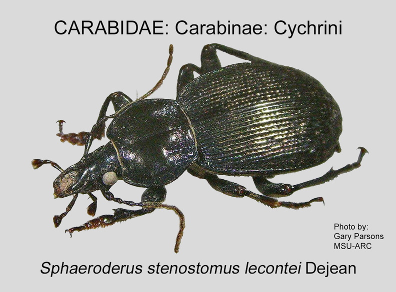 CARABINAE Sphaeroderus stenostomus lecontei GP MSU-ARC.jpg