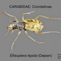 CICINDELINAE Ellipsoptera lepida GP MSU-ARC