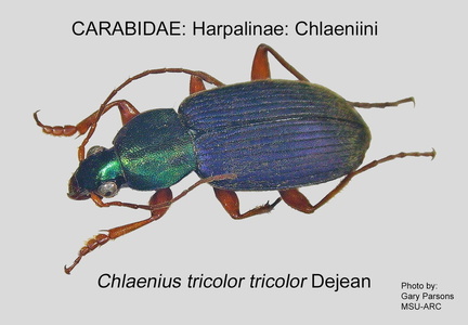 HARPALINAE CHLAENIINI Chlaenius tricolor GP MSU-ARC