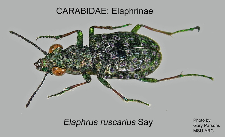 ELAPHRINAE Elaphrus ruscarius GP MSU-ARC.jpg