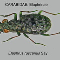 ELAPHRINAE Elaphrus ruscarius GP MSU-ARC