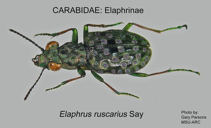 ELAPHRINAE Elaphrus ruscarius GP MSU-ARC