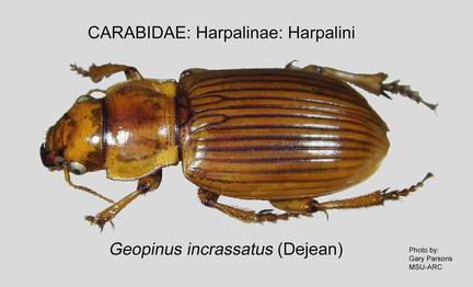 HARPALINAE HARPALINI Geopinus incrassatus GP MSU-ARC