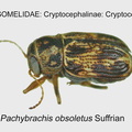 CRYPT-CRYPT Pachybrachis obsoletus GP MSU-ARC