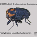 CRYPT-CRYPT Pachybrachis trinotatus GP MSU-ARC