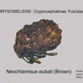 CRYPT-FULC Neochlamisus eubati 1 GP MSU-ARC