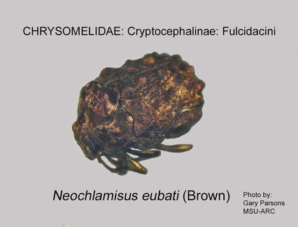 CRYPT-FULC Neochlamisus eubati 1 GP MSU-ARC