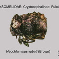 CRYPT-FULC Neochlamisus eubati 2 GP MSU-ARC