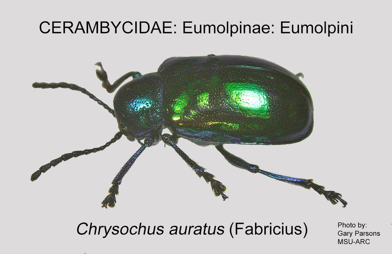 EUMO-EUMO Chrysochus auratus GP MSU-ARC.jpg