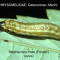 GALER-ALTI Blepharidea rhois larva GP