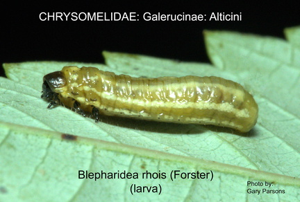 GALER-ALTI Blepharidea rhois larva GP