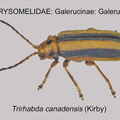 GALER-GALER Trirhabda canadensis GP MSU-ARC