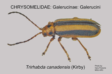 GALER-GALER Trirhabda canadensis GP MSU-ARC