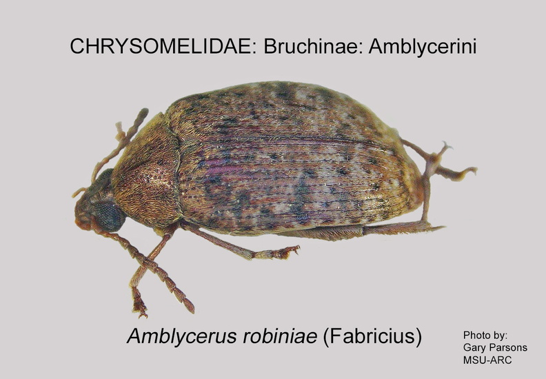 BRUCH-AMBLY Amblycerus robiniae GP MSU-ARC.jpg