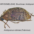 BRUCH-AMBLY Amblycerus robiniae GP MSU-ARC