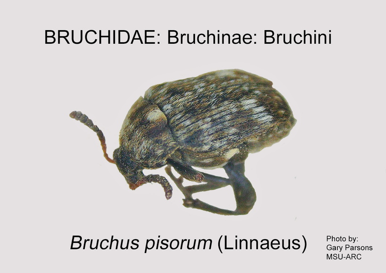 BRUCH-BRUCH Bruchus pisorum GP MSU-ARC.jpg
