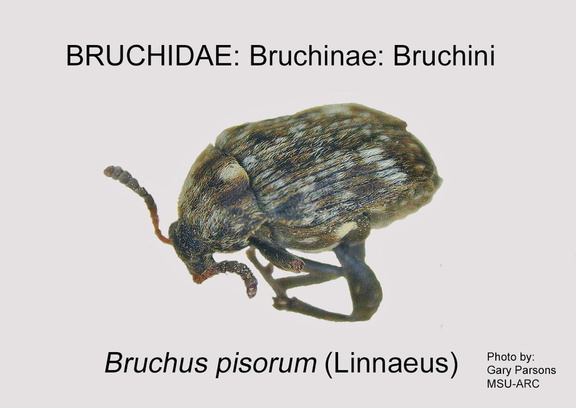 BRUCH-BRUCH Bruchus pisorum GP MSU-ARC