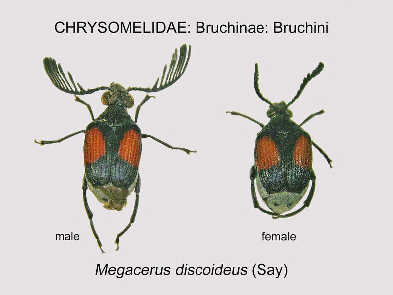BRUCH-BRUCH Megacerus discoideus GP MSU-ARC.jpg