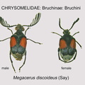 BRUCH-BRUCH Megacerus discoideus GP MSU-ARC
