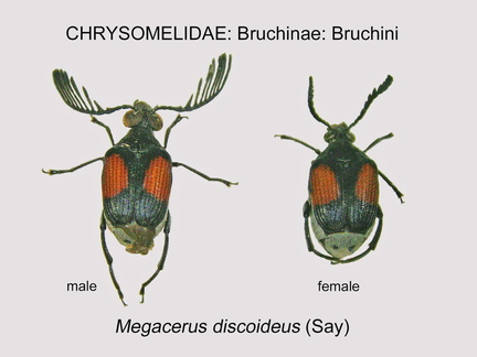 BRUCH-BRUCH Megacerus discoideus GP MSU-ARC