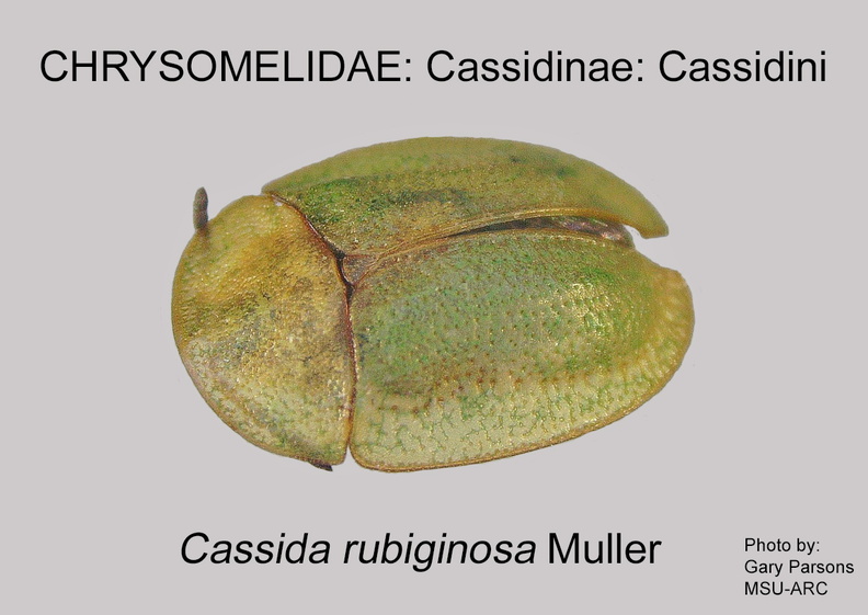 CASS-CASS Cassida rubiginosa GP MSU-ARC.jpg