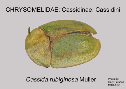 CASS-CASS Cassida rubiginosa GP MSU-ARC