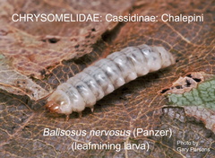 CASS-CHAL Baliosus nervosus larva GP 
