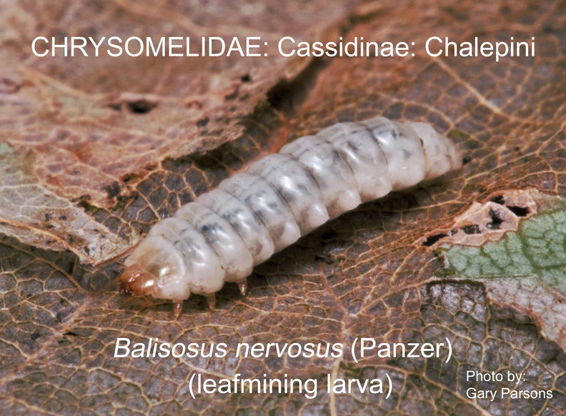 CASS-CHAL Baliosus nervosus larva GP .jpg
