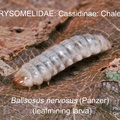 CASS-CHAL Baliosus nervosus larva GP 