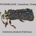 CASS-CHAL Octotoma plicatula GP MSU-ARC
