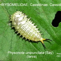 CASS-ISCH Physonota unipunctata larva GP
