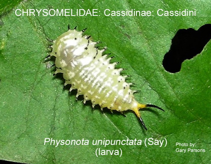 CASS-ISCH Physonota unipunctata larva GP