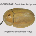 CASS-ISCH Physonota unipunctata adult GP MSU-ARC