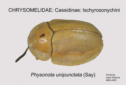 CASS-ISCH Physonota unipunctata adult GP MSU-ARC
