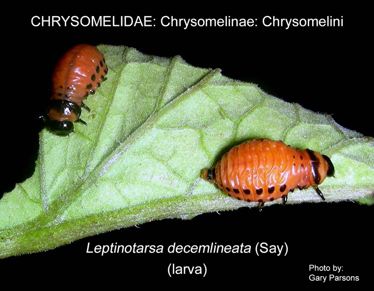 CHRYS-CHRYS Leptinotarsa decemlineata larva GP.jpg