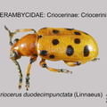 CRIO-CRIO Criocerus duodecimpunctata GP MSU-ARC