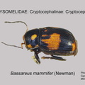 CRYPT-CRYPT Bassareus mammifer GP MSU-ARC