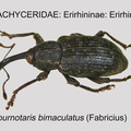 ERIR-ERIR Tournotaris bimaculatus GP MSU-ARC