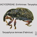ERIR-TANY Tanysphyrus lemnae GP MSU-ARC