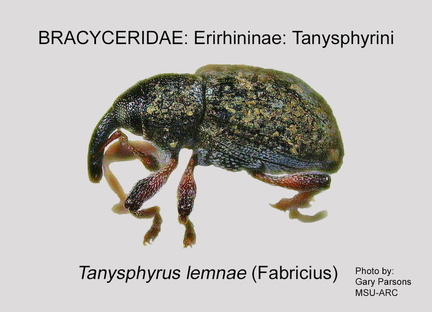 ERIR-TANY Tanysphyrus lemnae GP MSU-ARC