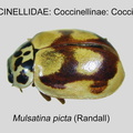 COCCIN-COCC Mulsantina picta GP MSU-ARC