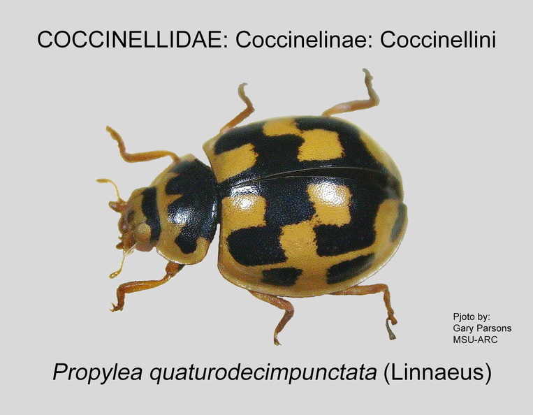 COCCIN-COCC Propylea quatuordecimpunctata GP MSU-ARC.jpg