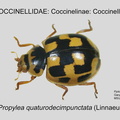 COCCIN-COCC Propylea quatuordecimpunctata GP MSU-ARC