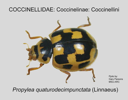 COCCIN-COCC Propylea quatuordecimpunctata GP MSU-ARC