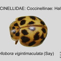 COCCIN-HALY Psyllobora vigintimaculata GP MSU-ARC